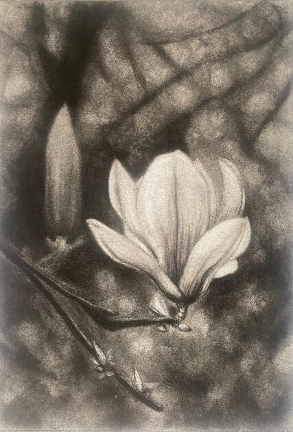 Signs of Spring | 2026 | sanded charcoal on approx. 19x28cm cotton paper | AVAILABLE